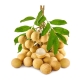 fresh fruits Malaysia - thai longan